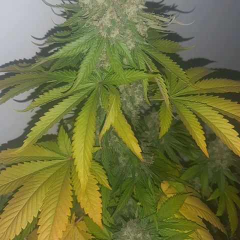 Big Green Crack #2 growlog timeline photo