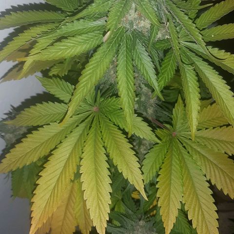 Big Green Crack #2 growlog timeline photo