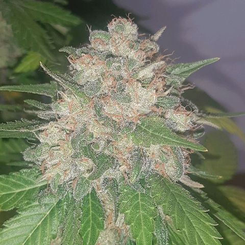 Big Green Crack #2 growlog photo: 2 días oscuridad antes de cortar , cogollo como piedras, 60cm
