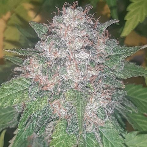 Big Green Crack #2 growlog photo: 2 días oscuridad antes de cortar , cogollo como piedras, 60cm