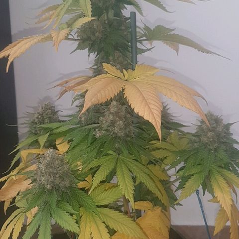 Big Green Crack #2 growlog photo: 2 días oscuridad antes de cortar , cogollo como piedras, 60cm
