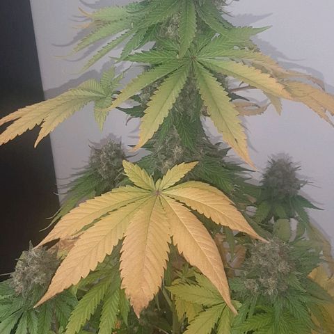 Big Green Crack #2 growlog photo: 2 días oscuridad antes de cortar , cogollo como piedras, 60cm