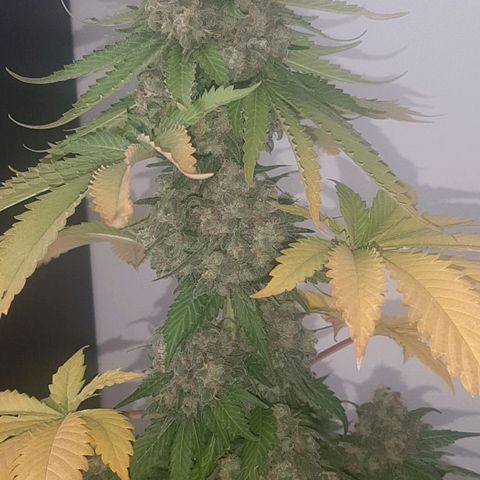 Big Green Crack #2 growlog photo: 2 días oscuridad antes de cortar , cogollo como piedras, 60cm