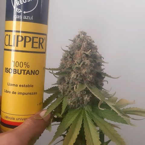 Big Green Crack #2 growlog photo: 2 días oscuridad antes de cortar , cogollo como piedras, 60cm