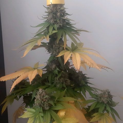 Big Green Crack #2 growlog photo: 2 días oscuridad antes de cortar , cogollo como piedras, 60cm