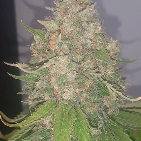 Big Green Crack #2 growlog photo: 2 días oscuridad antes de cortar , cogollo como piedras, 60cm