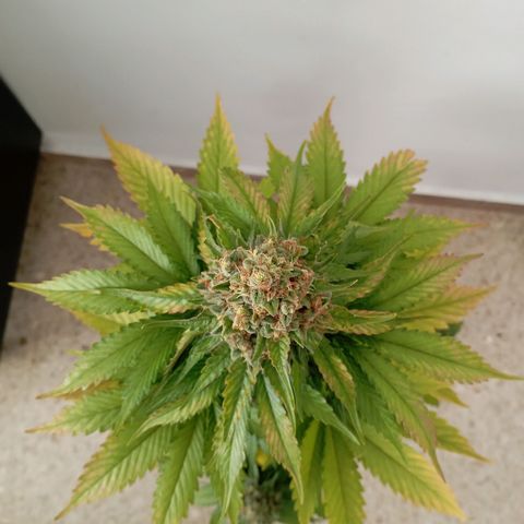 Big Green Crack #1 growlog photo: 2 días en oscuridad , cogollos como piedras 