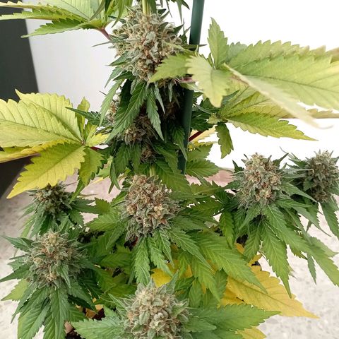 Big Green Crack #1 growlog photo: 2 días en oscuridad , cogollos como piedras 