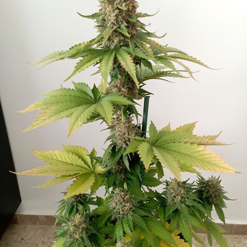 Big Green Crack #1 growlog photo: 2 días en oscuridad , cogollos como piedras 