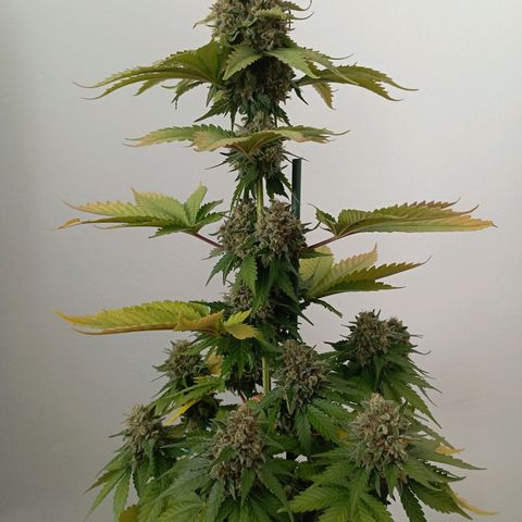 Big Green Crack #1 growlog photo: 2 días en oscuridad , cogollos como piedras 
