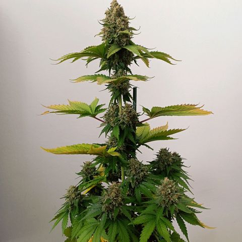 Big Green Crack #1 growlog photo: 2 días en oscuridad , cogollos como piedras 