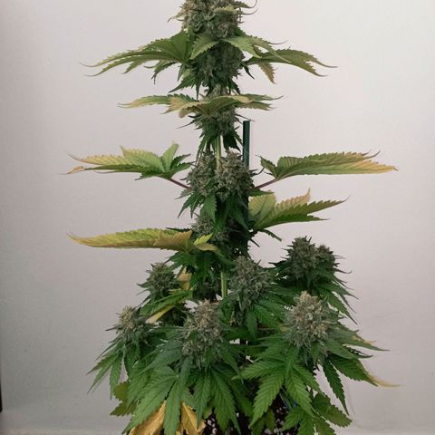Big Green Crack #1 growlog photo: 2 días en oscuridad , cogollos como piedras 