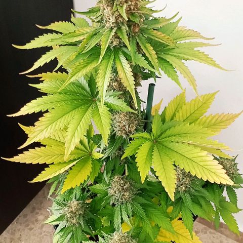 Big Green Crack #1 growlog photo: 2 días en oscuridad , cogollos como piedras 