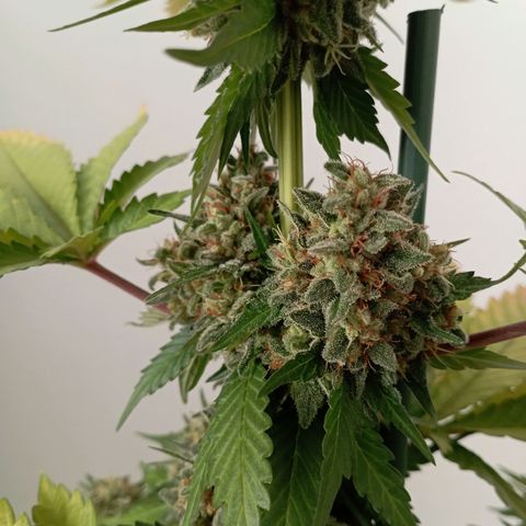 Big Green Crack #1 growlog photo: 2 días en oscuridad , cogollos como piedras 