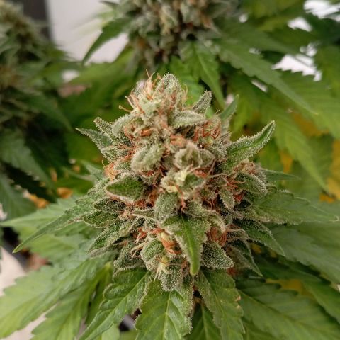 Big Green Crack #1 growlog photo: 2 días en oscuridad , cogollos como piedras 