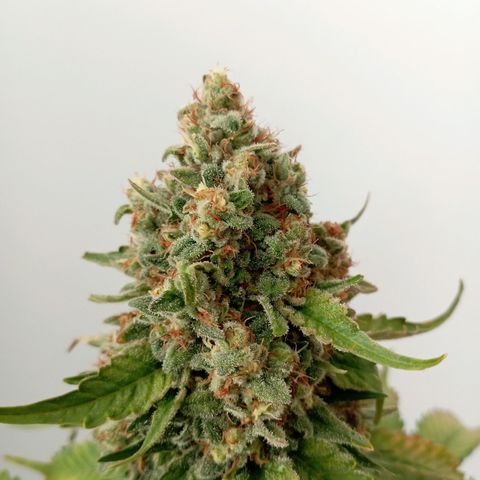 Big Green Crack #1 growlog photo: 2 días en oscuridad , cogollos como piedras 