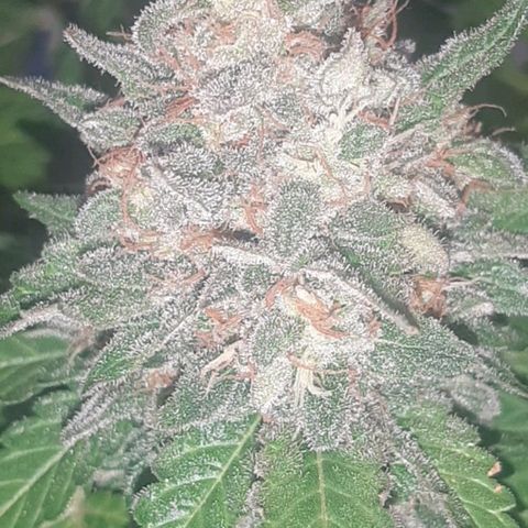 Big Green Crack #1 growlog timeline photo