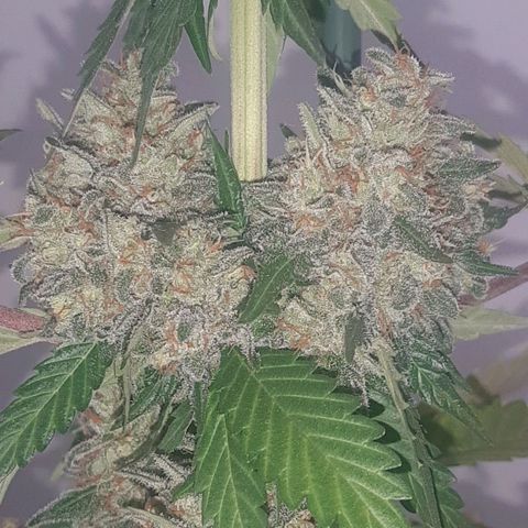Big Green Crack #1 growlog timeline photo