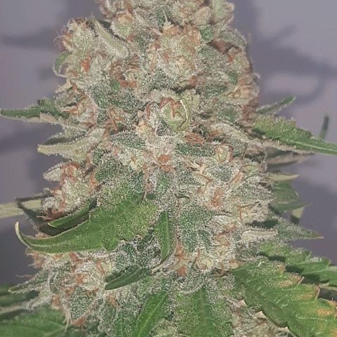 Big Green Crack #1 growlog timeline photo