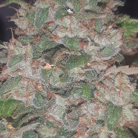 Big Green Crack #2 growlog timeline photo