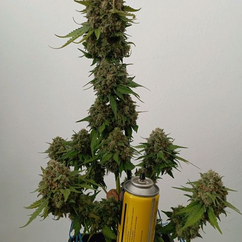 Big Green Crack #2 growlog timeline photo