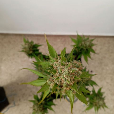 Big Green Crack #2 growlog timeline photo