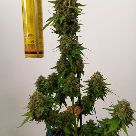 Big Green Crack #2 growlog timeline photo