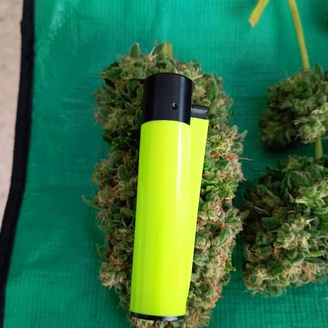 Big Green Crack #2 growlog timeline photo
