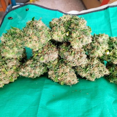 Big Green Crack #2 growlog timeline photo