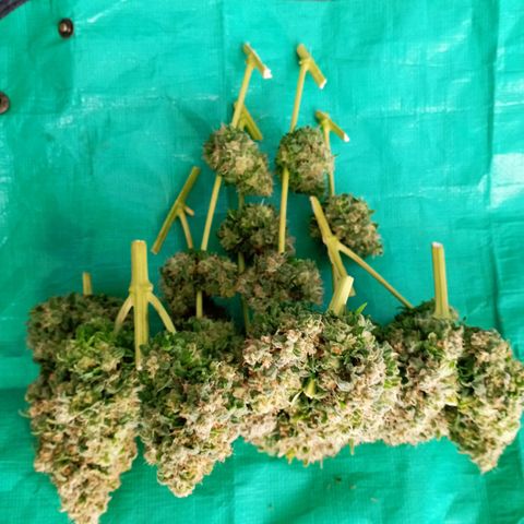 Big Green Crack #2 growlog timeline photo