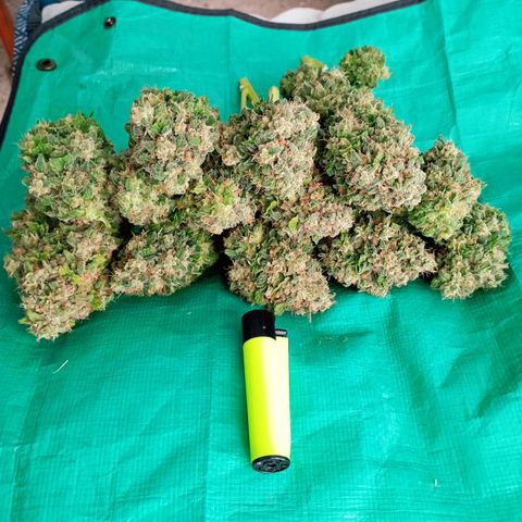 Big Green Crack #2 growlog timeline photo