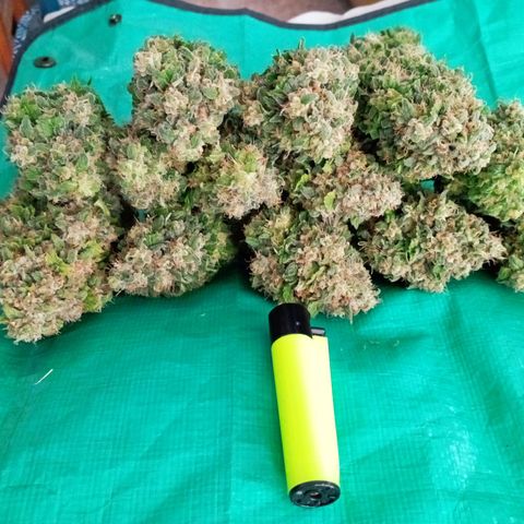 Big Green Crack #2 growlog timeline photo