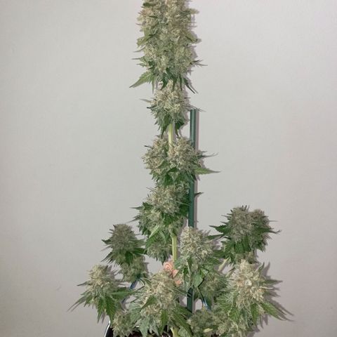 Big Green Crack #1 growlog timeline photo