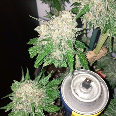 Big Green Crack #1 growlog timeline photo