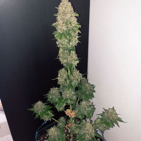 Big Green Crack #1 growlog timeline photo