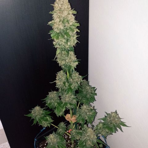 Big Green Crack #1 growlog timeline photo