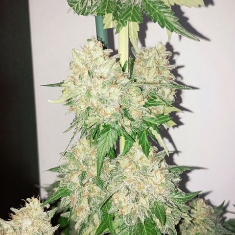 Big Green Crack #1 growlog timeline photo
