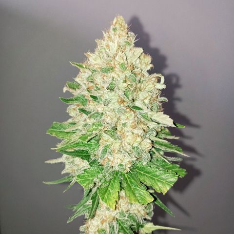 Big Green Crack #1 growlog timeline photo