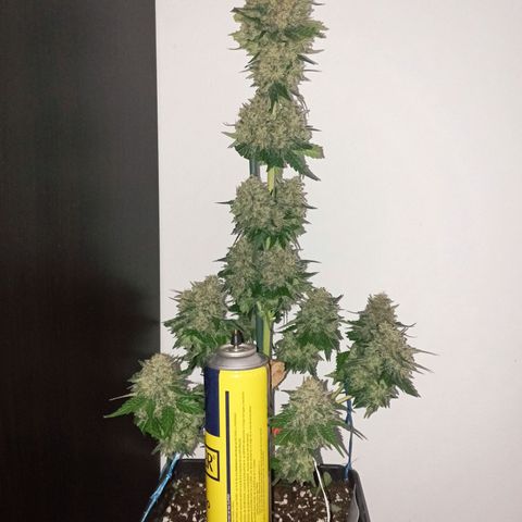 Big Green Crack #1 growlog timeline photo
