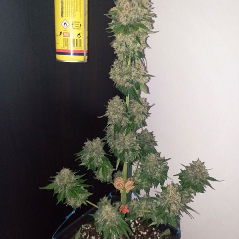 Big Green Crack #1 growlog timeline photo