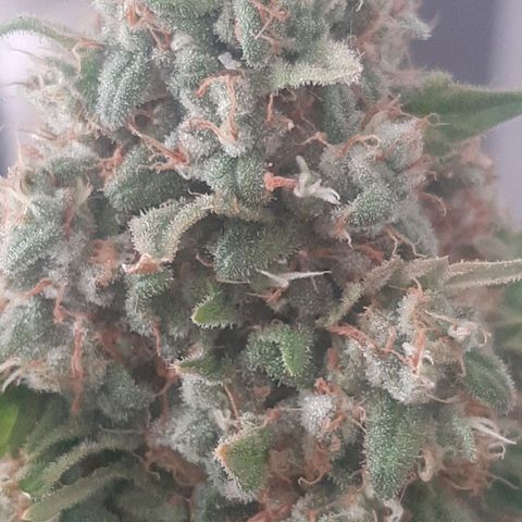 Big Green Crack #2 growlog timeline photo