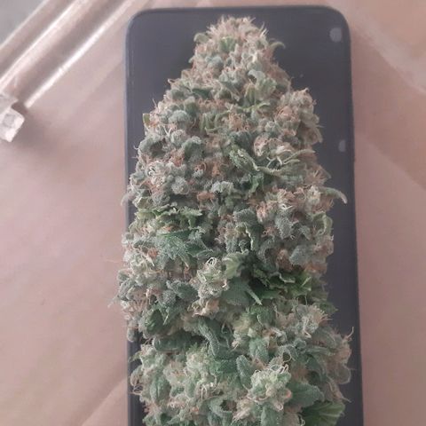 Big Green Crack #2 growlog timeline photo