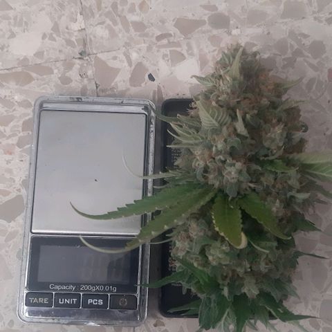 Big Green Crack #2 growlog timeline photo