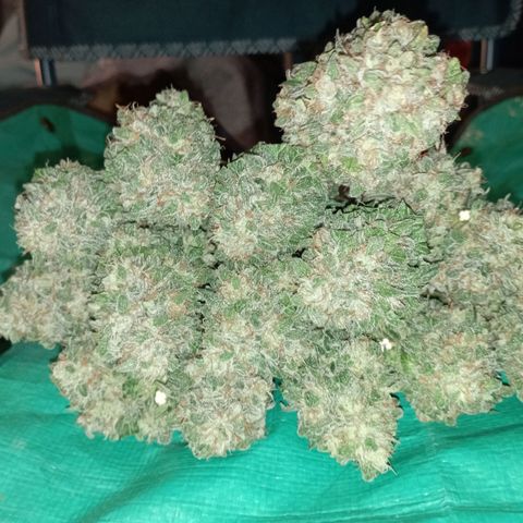Big Green Crack #1 growlog photo: Duro como piedras