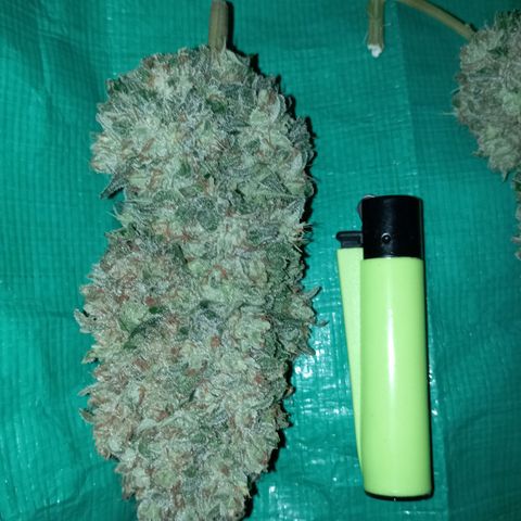 Big Green Crack #1 growlog photo: Duro como piedras