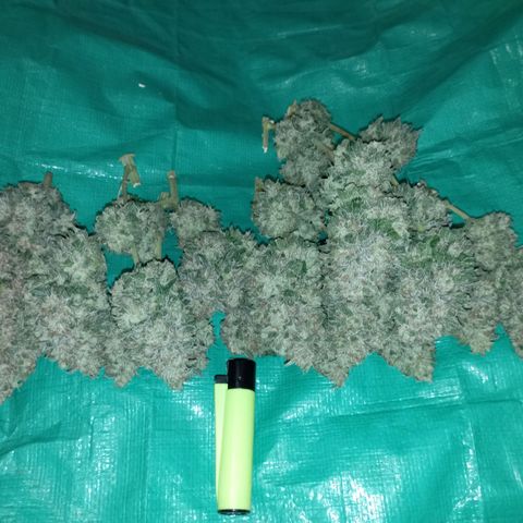 Big Green Crack #1 growlog photo: Duro como piedras