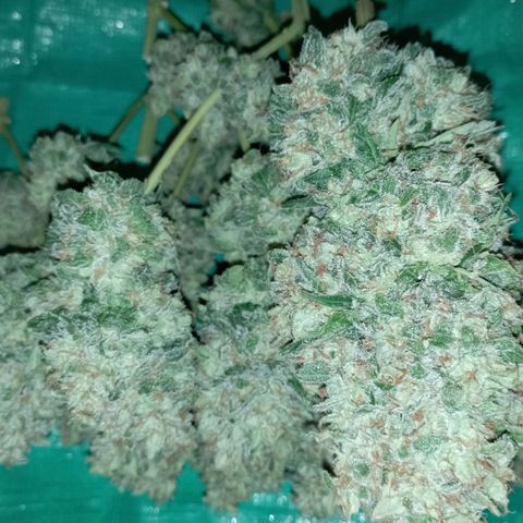 Big Green Crack #1 growlog photo: Duro como piedras