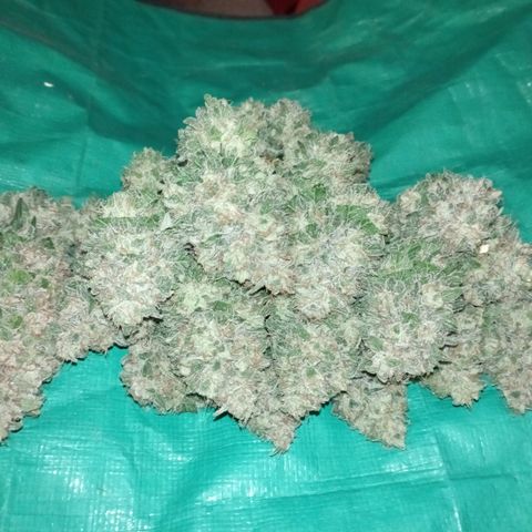 Big Green Crack #1 growlog photo: Duro como piedras