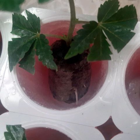 9xClon BGC#2  growlog timeline photo