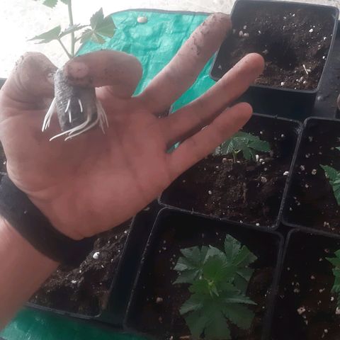 9xClon BGC#2  growlog photo: Enraizamiento rápido ,7 dias